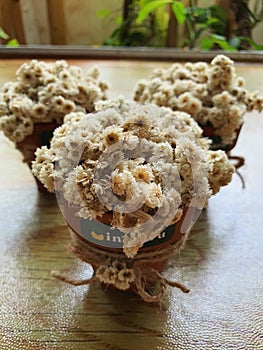 A beautiful edelweiss dry flowers for homedecoration