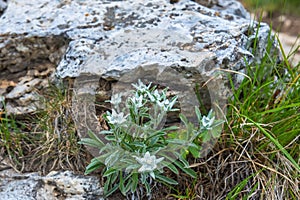 Beautiful Edelweiss flowers thats flowering in the alps photo