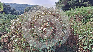 Beautiful edelweiss at Papandayan Mountain