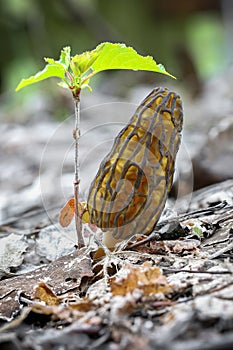 Beautiful edible morel mushroom under little green branch