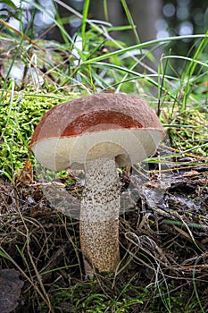Beautiful edible mushroom Leccinum aurantiacum commonly known as red-capped scaber stalk