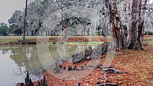 A beautiful but eerie capture of a pond and cypress trees