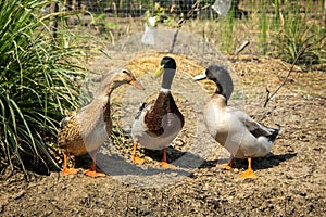 Beautiful egg ducks native to Thailand.