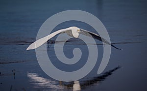 Beautiful egret flies over Myakka River