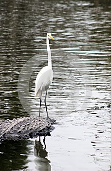 Beautiful egret and gator in Florida