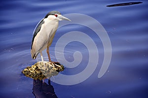 Beautiful egret standing on the lake