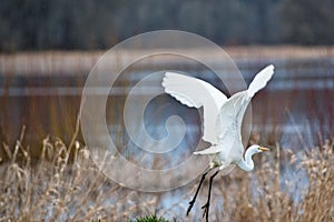 A beautiful egret taking flight over wetland area in Washington state.
