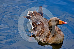A beautiful Egyptian Goose swimming