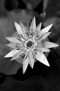 Beautiful Egyptian lotus Nymphaea caerulea in a pond from top view. Pavilion Victoria, Berlin Botanical Garden. Black photo
