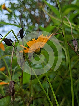 Beautiful eight-petalled flower of sri lanka