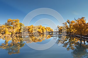 Beautiful ejina in autumn