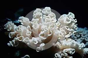 Beautiful elaborated white hermatypic marine corals of various species under the sea.