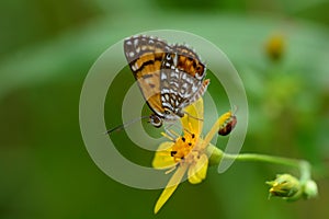 Beautiful Elada Checkerspot Butterflyon a flower