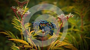 A beautiful elderberry bush in warm yellow tones. A branch of ripe black berries, yellow foliage with berries