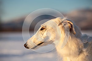 Beautiful and elegance beige Russian borzoi dog in the field at sunset