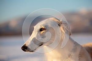 Beautiful and elegance beige Russian borzoi dog in the field at sunset