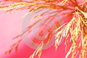 Beautiful elegant autumnal botanical nature background. Blurred golden yellow field plants on fuchsia pink background