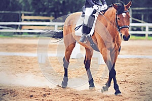 A Bay horse runs at a trot on the sandy arena, raising the dust with its hooves in dressage competitions