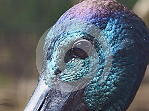 Beautiful elegant Black-necked Stork.