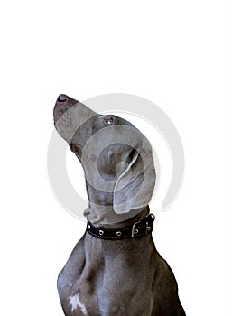Beautiful elegant female dog breed Weimaraner looks on top isolate on a white background
