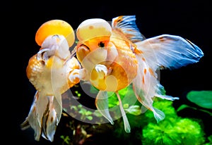 Beautiful and elegant goldfish floats in aquarium with green plants and stones, closeup, named `Calico Crown Pearlscale goldfish`