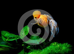 Beautiful and elegant goldfish floats in aquarium with green plants and stones, closeup, named `Calico Crown Pearlscale goldfish`