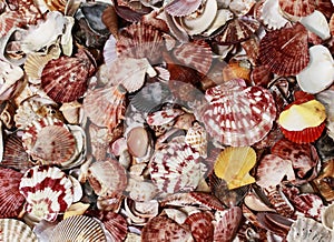 Beautiful elegant marine background with colorful shells of diff