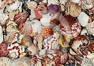 Beautiful elegant marine background with colorful shells of diff