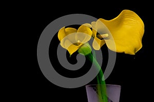 Vibrant pair of classic yellow calla lilies against black background