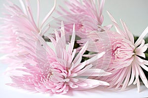 Beautiful and elegant pink chrysanthemum