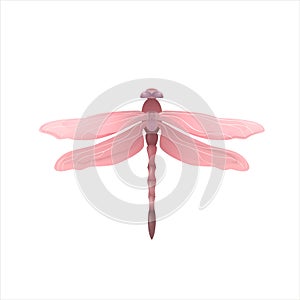 Beautiful elegant pink dragonfly