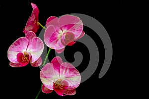 Beautiful and elegant pink orchids against dark background