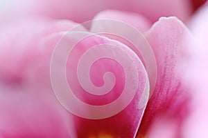 Beautiful, elegant pink petals flower background, wallpaper  - close up