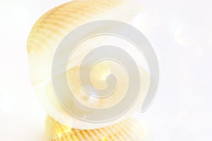 Beautiful Elegant Sea Shell with Pearl Inside. White Background Golden Bokeh Lights. Luxury Wedding Purity Harmony Concept