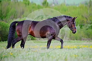 Beautiful elegant stallion sporting breed bridle with braided mane