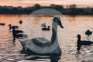 Beautiful elegant swan and ducks swim in water of sunset lake