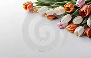 Beautiful elegant tulip flowers on white background with copy space