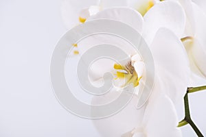 A beautiful and elegant white phalaenopsis orchid with fuchsia lips on a white background