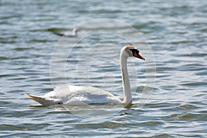 Beautiful and elegante mute swan photo