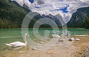 Beautiful and elegants swans in the Toblach lake in South Tyrol, Alto Adige, Italy