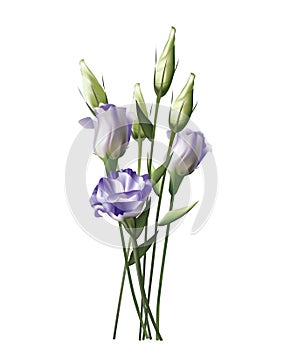 Beautiful elegent lilac Lisianthus isolated