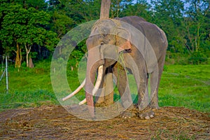 Beautiful elephant chained in a wooden pillar at outdoors, in Chitwan National Park, Nepal, in a nature background