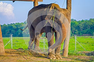 Beautiful elephant chained in a wooden pillar under a tructure at outdoors, in Chitwan National Park, Nepal, cruelty