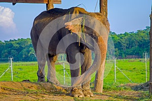 Beautiful elephant chained in a wooden pillar under a tructure at outdoors, in Chitwan National Park, Nepal, cruelty