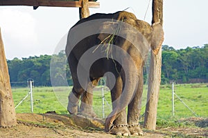 Beautiful elephant chained in a wooden pillar under a tructure at outdoors, in Chitwan National Park, Nepal, cruelty
