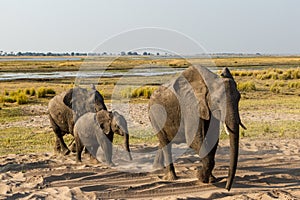 Beautiful elephant in Chobe National Park in Botswana