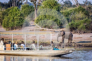 Beautiful elephant in Chobe National Park in Botswana