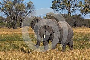 Beautiful elephant in Chobe National Park in Botswana