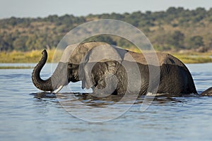 Beautiful elephant half submerged in water with its trunk up in Chobe River Botswana