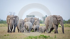 Beautiful elephant herd with a large female with big tusks and a tiny baby elephant in the group in Amboseli National Park Kenya